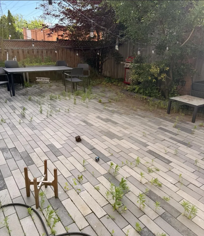 Before: Back Garden Bed Cleanup