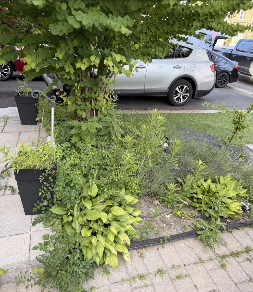 Before: Front Garden Bed and Curb Appeal
