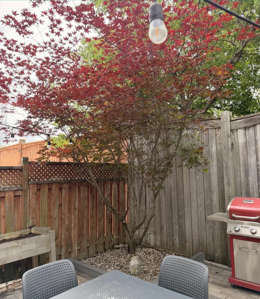 After: Japanese Maple Shaping