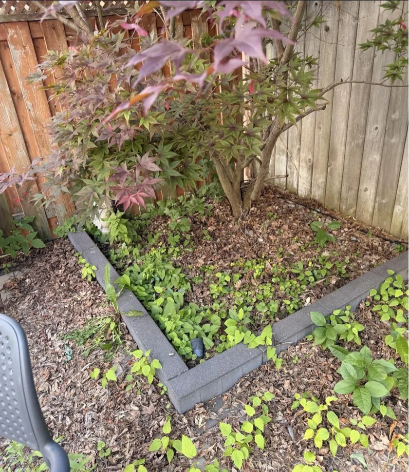 Before: Japanese Maple Shaping